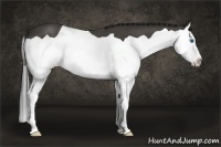 Horse Color:Buckskin Splash 