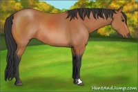 Horse Color:Bay Rabicano 