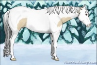 Horse Color:Buckskin Roan Dun Splash Tobiano