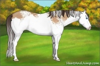 Horse Color:White Spotted Amber Champagne Sabino Splash Rabicano