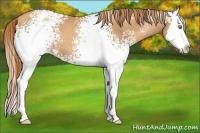 Horse Color:White Spotted Gold Champagne Splash 