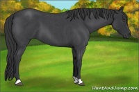 Horse Color:Blue Roan 