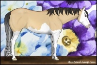 Horse Color:Bay Dun Splash 