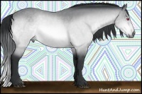 Horse Color:Bay Chinchilla Rabicano