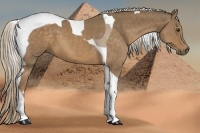 Horse Color:Chocolate Palomino Sabino Tobiano