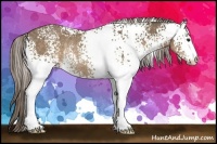 Horse Color:White Spotted Chocolate Palomino Rabicano 