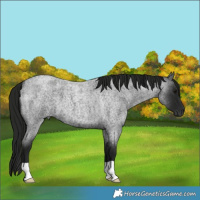 Horse Color:Gray Smoky Blue Roan 