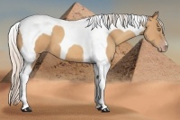 Horse Color:Silver Amber Champagne Tobiano