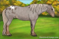 Horse Color:Liver Red Roan Sabino Appaloosa Rabicano