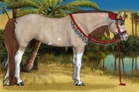 Horse Color:Red Dun Roan Splash Frame Rabicano 