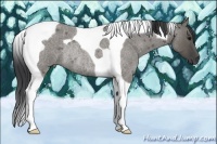 Horse Color:Grullo Roan Tobiano Rabicano 