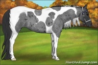 Horse Color:Blue Roan Tobiano 
