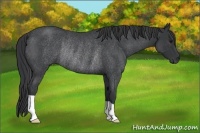 Horse Color:Blue Roan Rabicano