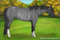 Horse Color:Smoky Blue Roan Rabicano 