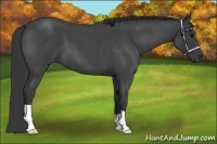 Horse Color:Blue Roan 