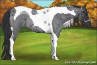 Horse Color:Blue Roan Tobiano Rabicano 