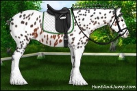 Horse Color:Brown Sabino Appaloosa