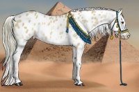 Horse Color:Liver Red Dun Splash Appaloosa 