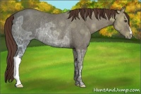 Horse Color:Liver Chestnut Ice Rabicano 