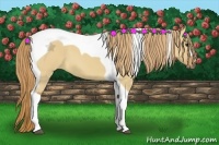 Horse Color:Red Dun Tobiano