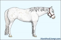 Horse Color:Chocolate Palomino Pearl Appaloosa 
