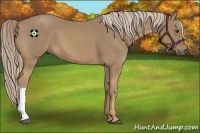 Horse Color:Palomino