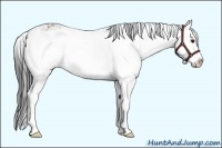 Horse Color:Bay Sabino Splash 