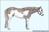 Horse Color:Silver Blue Roan Splash Frame Rabicano