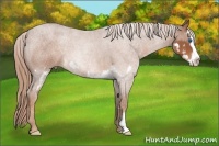 Horse Color:Red Roan Sabino Splash Frame 
