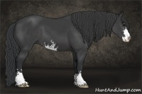 Horse Color:Black Sabino 