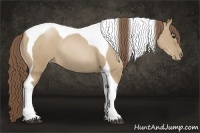 Horse Color:Grullo Pearl Sabino Tobiano Rabicano