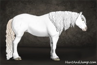 Horse Color:Chestnut Pearl Sabino Appaloosa Rabicano 