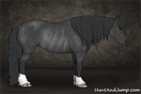 Horse Color:Black Rabicano 