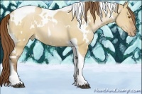Horse Color:White Spotted Brown Pearl Dun Tobiano