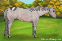Horse Color:Bay Sabino Appaloosa Rabicano