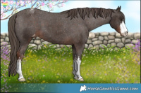 Horse Color:White Spotted Liver Chestnut Appaloosa 