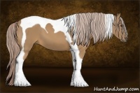 Horse Color:Palomino Tobiano 