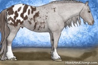 Horse Color:Liver Chestnut Appaloosa 