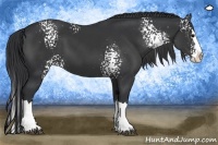 Horse Color:White Spotted Black Sabino Splash 