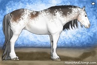 Horse Color:White Spotted Buckskin Sabino 
