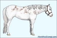 Horse Color:Silver Brown Sabino Splash
