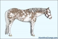 Horse Color:Silver Black Sabino Splash Rabicano 