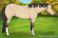Horse Color:Buckskin Roan Dun 