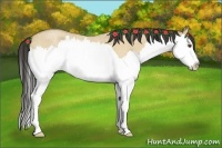 Horse Color:Buckskin Roan Dun Splash
