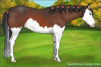 Horse Color:Bay Roan Splash