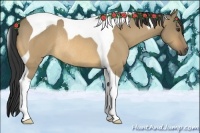 Horse Color:Buckskin Dun Tobiano Rabicano 