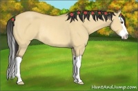 Horse Color:Buckskin Dun Splash Rabicano