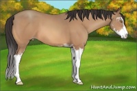 Horse Color:Amber Champagne Sabino 