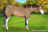 Horse Color:Bay Dun Sabino 