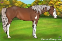 Horse Color:Silver Bay Sabino 